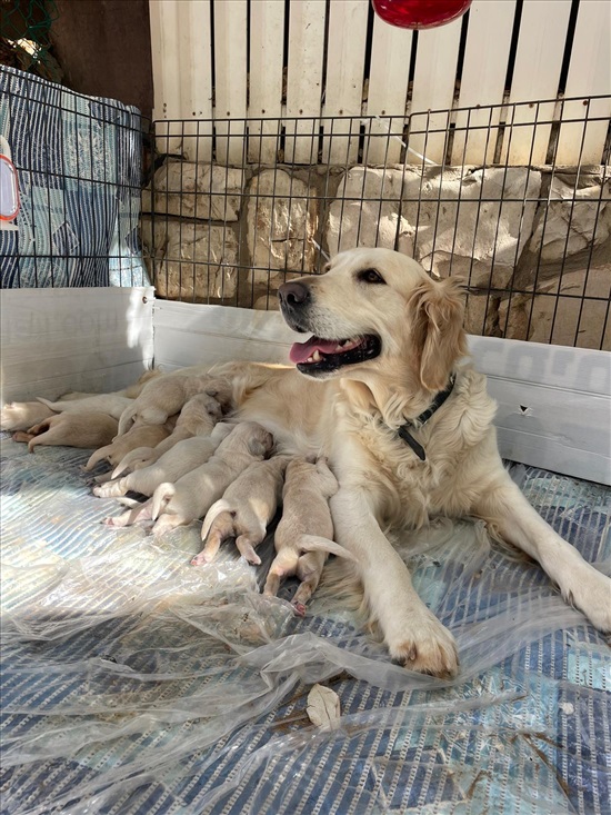 תמונה 1 ,כלבים גולדן רטריבר   נד למכירה באשדוד