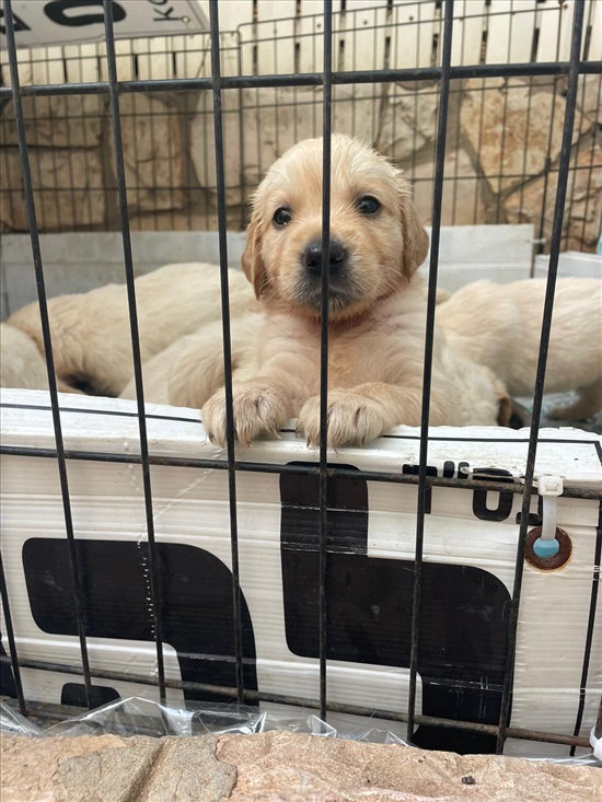 תמונה 2 ,כלבים גולדן רטריבר   נד למכירה באשדוד