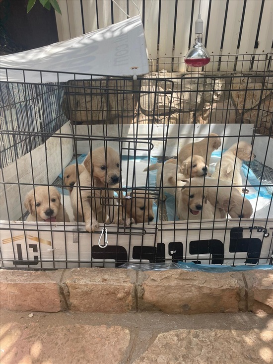 תמונה 5 ,כלבים גולדן רטריבר   נד למכירה באשדוד