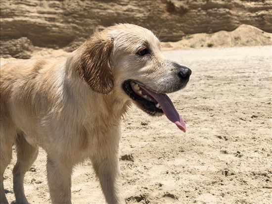 תמונה 3 ,כלבים גולדן רטריבר   לוקאס למכירה בפתח תקווה
