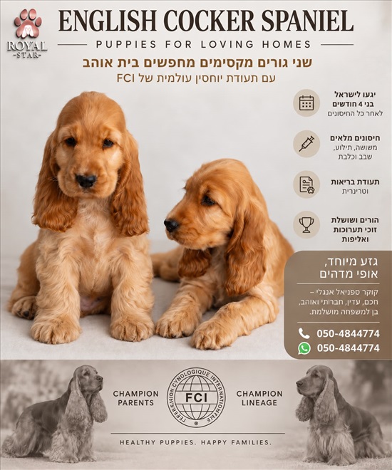 תמונה 1 ,כלבים קוקר ספנייל   קוקר ספניאל אנגלי  למכירה ברמת השרון