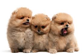 pusk 