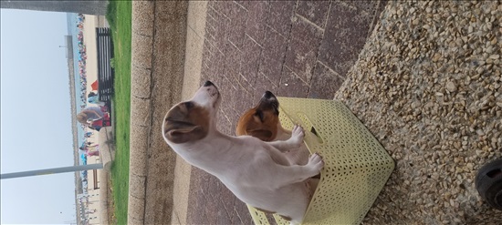 תמונה 1 ,כלבים גק ראסל טרייר   אדי למכירה בראשון לציון