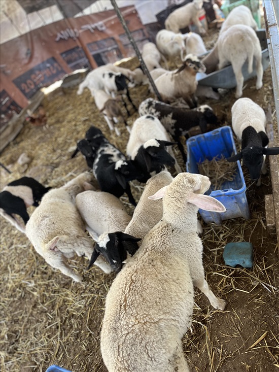 תמונה 1 ,חיות משק כבשים   כ למכירה במשגב עם