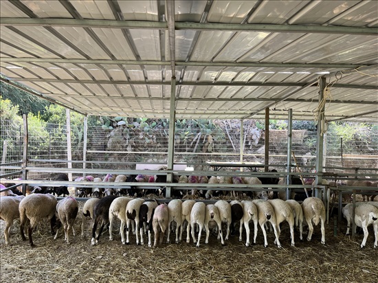 תמונה 2 ,חיות משק כבשים   כ למכירה במשגב עם
