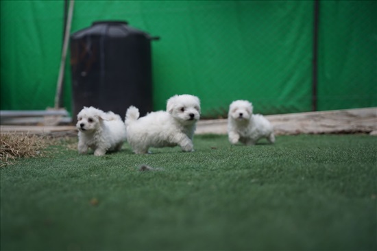 תמונה 3 ,כלבים מלטז   מלטז למכירה בבית שמש