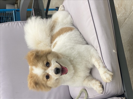 תמונה 3 ,כלבים פומרניאן   קים למכירה בחולו