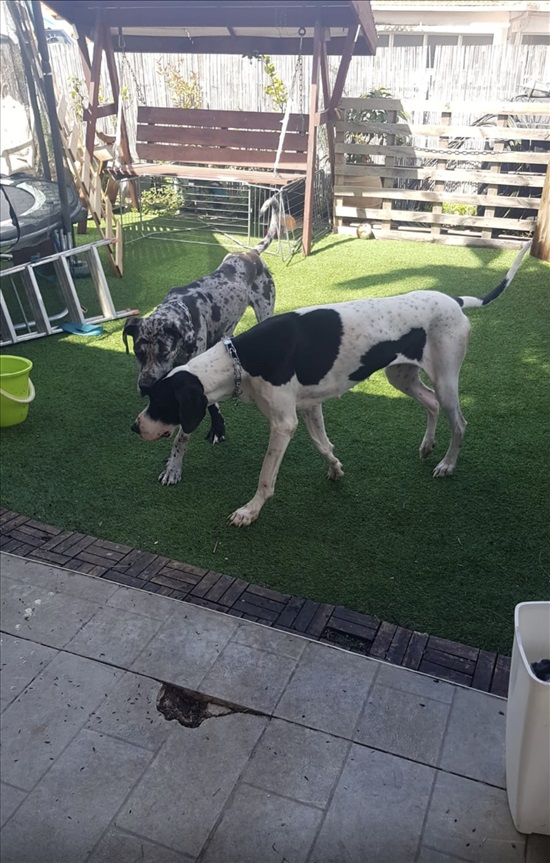 תמונה 2 ,כלבים דני ענק   גורי דני ענק למכירה ברמלה