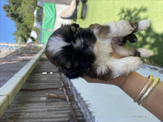 תמונה 1 ,כלבים שי צו   שיצו למכירה ביבנה