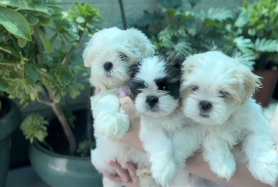 תמונה 1 ,כלבים שי צו   שיצו למכירה באשדוד