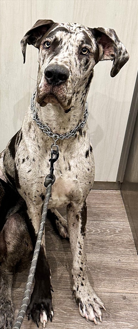 תמונה 4 ,כלבים דני ענק   גורי דני ענק למכירה ברמלה