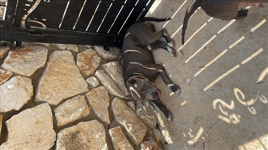תמונה 1 ,כלבים אחר   פיטבול למכירה בטמרה