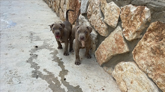 תמונה 2 ,כלבים אחר   פיטבול למכירה בטמרה