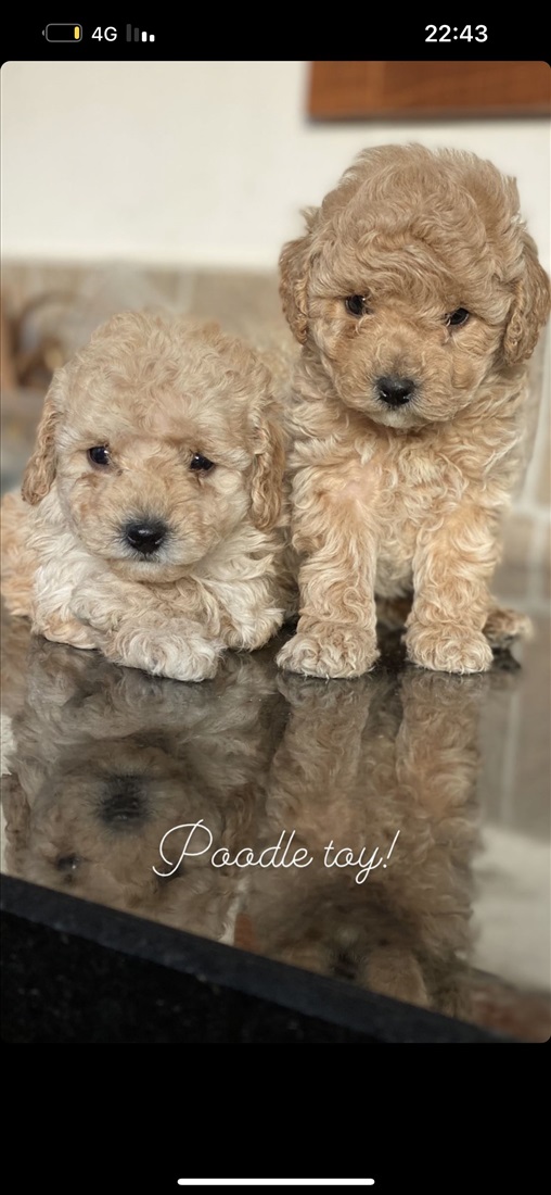 תמונה 4 ,כלבים פודל   פודל טוי למכירה בטבריה