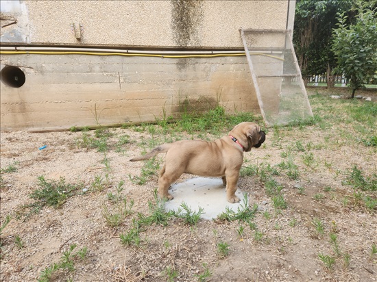 תמונה 1 ,כלבים אחר   מאסטיף דרום אפרקאי בורבול  למכירה באור יהודה