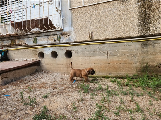 תמונה 6 ,כלבים אחר   מאסטיף דרום אפרקאי בורבול  למכירה באור יהודה