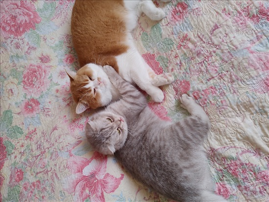 תמונה 7 ,חתולים Scotish Fold   אנגילה למכירה בבתים