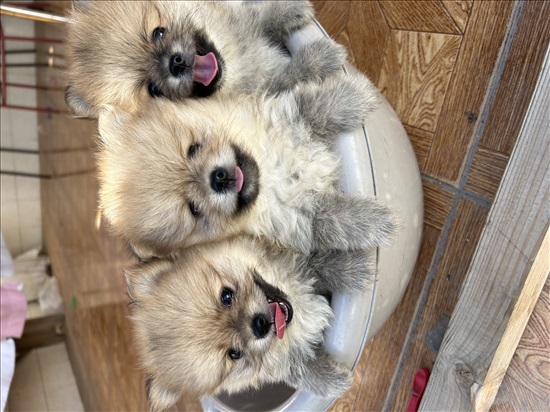 תמונה 1 ,כלבים פומרניאן   פומרניין למכירה בתל אביב