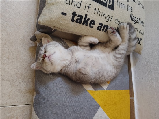 תמונה 2 ,חתולים Scotish Fold   אנגילה למכירה בבתים