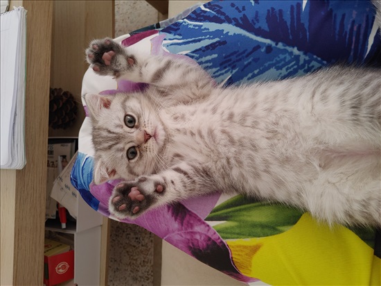 תמונה 6 ,חתולים Scotish Fold   אנגילה למכירה בבתים