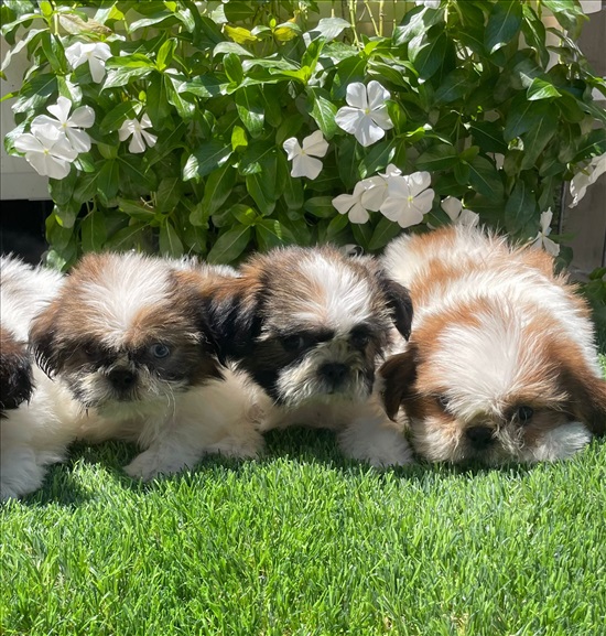 תמונה 1 ,כלבים שי צו   שיצו למכירה ברמלה