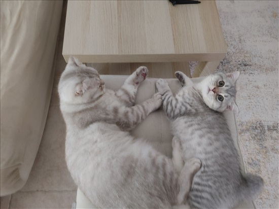 תמונה 8 ,חתולים Scotish Fold   אנגילה למכירה בבתים