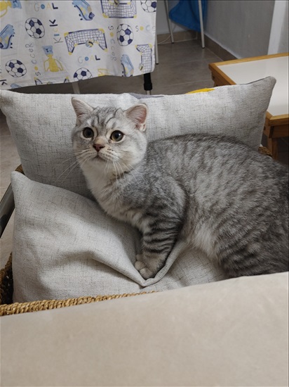 תמונה 4 ,חתולים Scotish Fold   אנגילה למכירה בבתים
