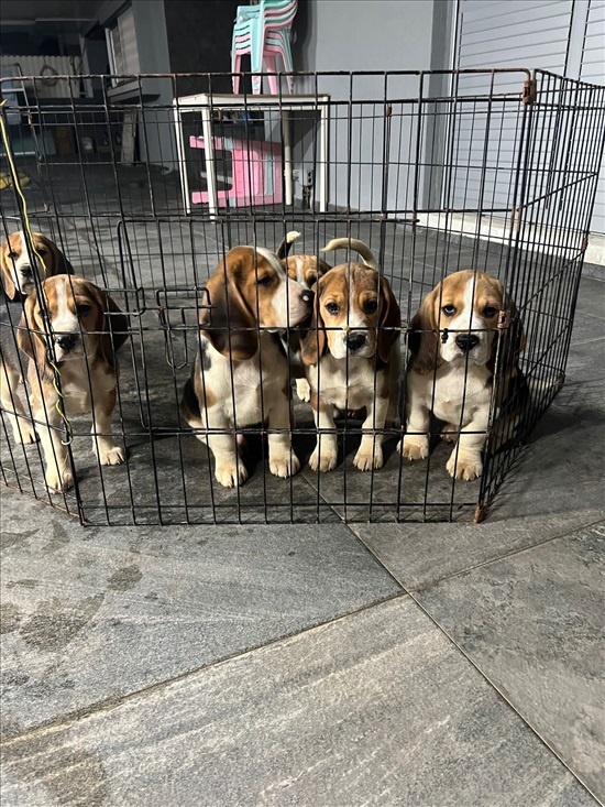 תמונה 1 ,כלבים ביגל   גורי ביגל למכירה באשקלון