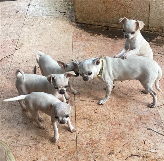 תמונה 1 ,כלבים צ`יוואווה   כלב צ'יוואווה  למכירה בהוד השרון 