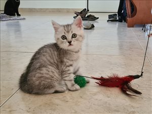 חתולים סקוטי חיפה והקריות 