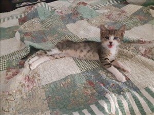 חתולים מעורב חיפה והקריות 