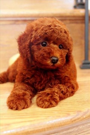 poodle 