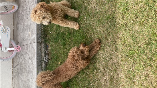 תמונה 4 ,כלבים פודל   צ׳ארלי לשידוך בסגולה
