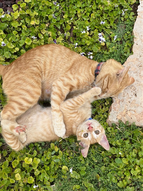 תמונה 1 ,חתולים מעורב   מוקה למסירה בעין חרוד-מאוחד