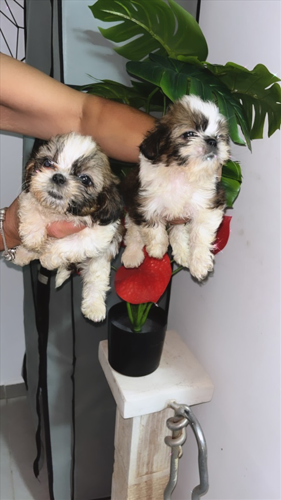 תמונה 2 ,כלבים שי צו   שיצו  למכירה בחיפה 