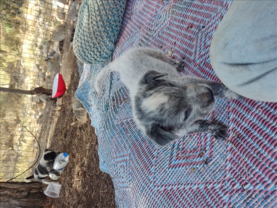 תמונה 6 ,כלבים בקר אוסטרלי   רועה בקר אוסטרלי  למכירה במודיעין-מכבים-רעות