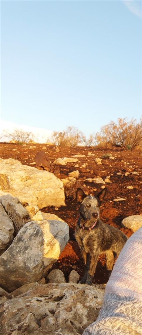 תמונה 3 ,כלבים בקר אוסטרלי   רועה בקר אוסטרלי  למכירה במודיעין-מכבים-רעות