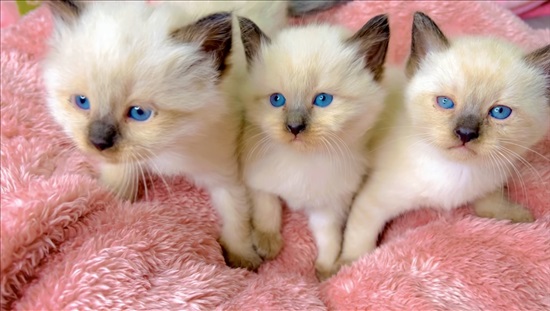 תמונה 1 ,חתולים סיאמי   סיאמי למכירה בטובה-ז
