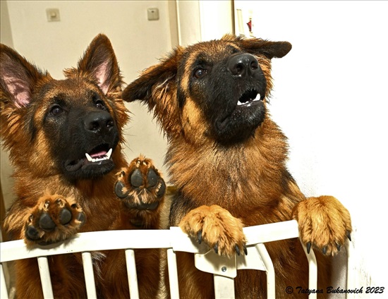 תמונה 2 ,כלבים רועה גרמני   גורים למכירה בבני עי"ש