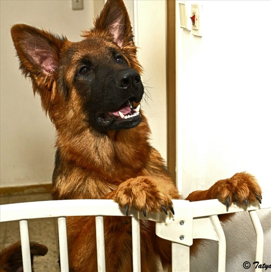 תמונה 1 ,כלבים רועה גרמני   גורים למכירה בבני עי"ש