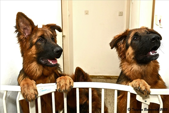 תמונה 4 ,כלבים רועה גרמני   גורים למכירה בבני עי"ש