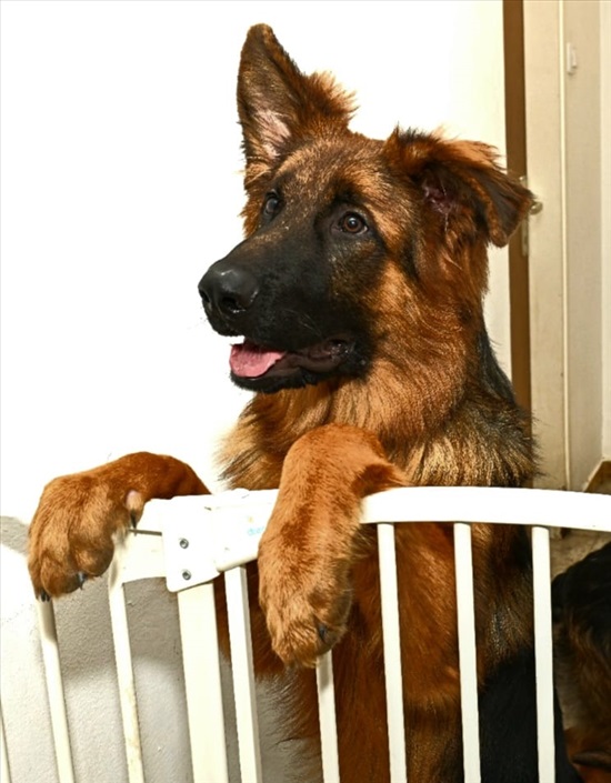 תמונה 3 ,כלבים רועה גרמני   גורים למכירה בבני עי"ש