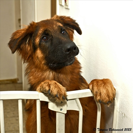 תמונה 8 ,כלבים רועה גרמני   גורים למכירה בבני עי"ש