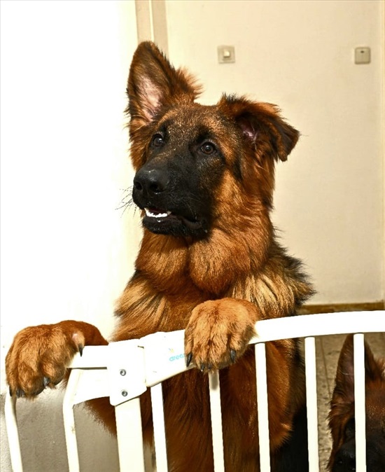 תמונה 7 ,כלבים רועה גרמני   גורים למכירה בבני עי"ש