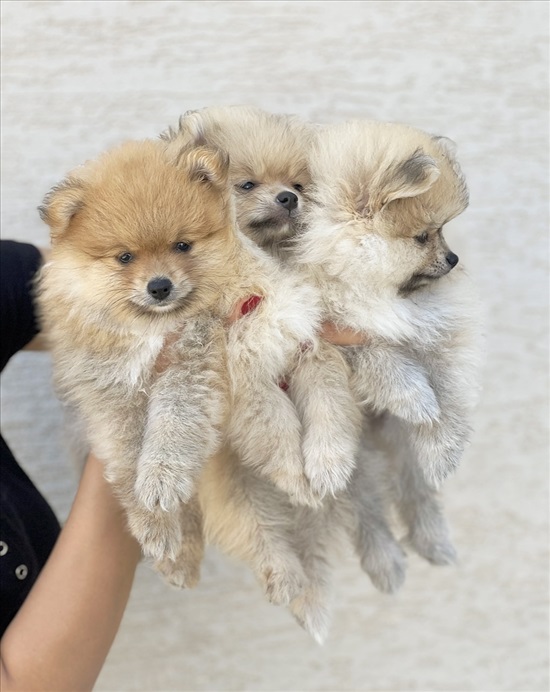 תמונה 3 ,כלבים פומרניאן   פומרניין דובי  למכירה בשפרעם