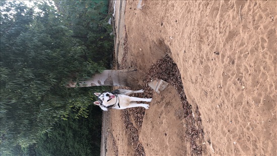 תמונה 1 ,כלבים האסקי סיביר   בלייק לשידוך בראשון לציון 