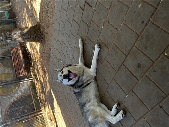תמונה 4 ,כלבים האסקי סיביר   בלייק לשידוך בראשון לציון 