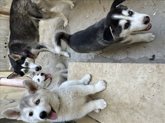 תמונה 1 ,כלבים האסקי סיביר   האסקי סיבירי למכירה בדאלית אל-כרמל