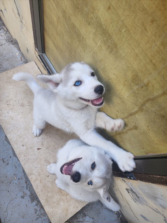 תמונה 2 ,כלבים האסקי סיביר   האסקי סיבירי למכירה בדאלית אל-כרמל