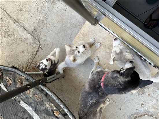 תמונה 3 ,כלבים האסקי סיביר   האסקי סיבירי למכירה בדאלית אל-כרמל